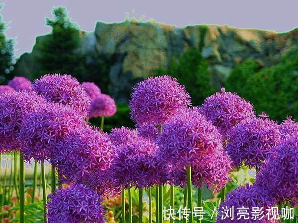 大花葱|此花花型犹如一个巨大的球，是聪明可爱的花，有的甚至比人头大