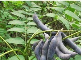 野香蕉|叫不出来名字的野果，每天食一个，越吃越健康