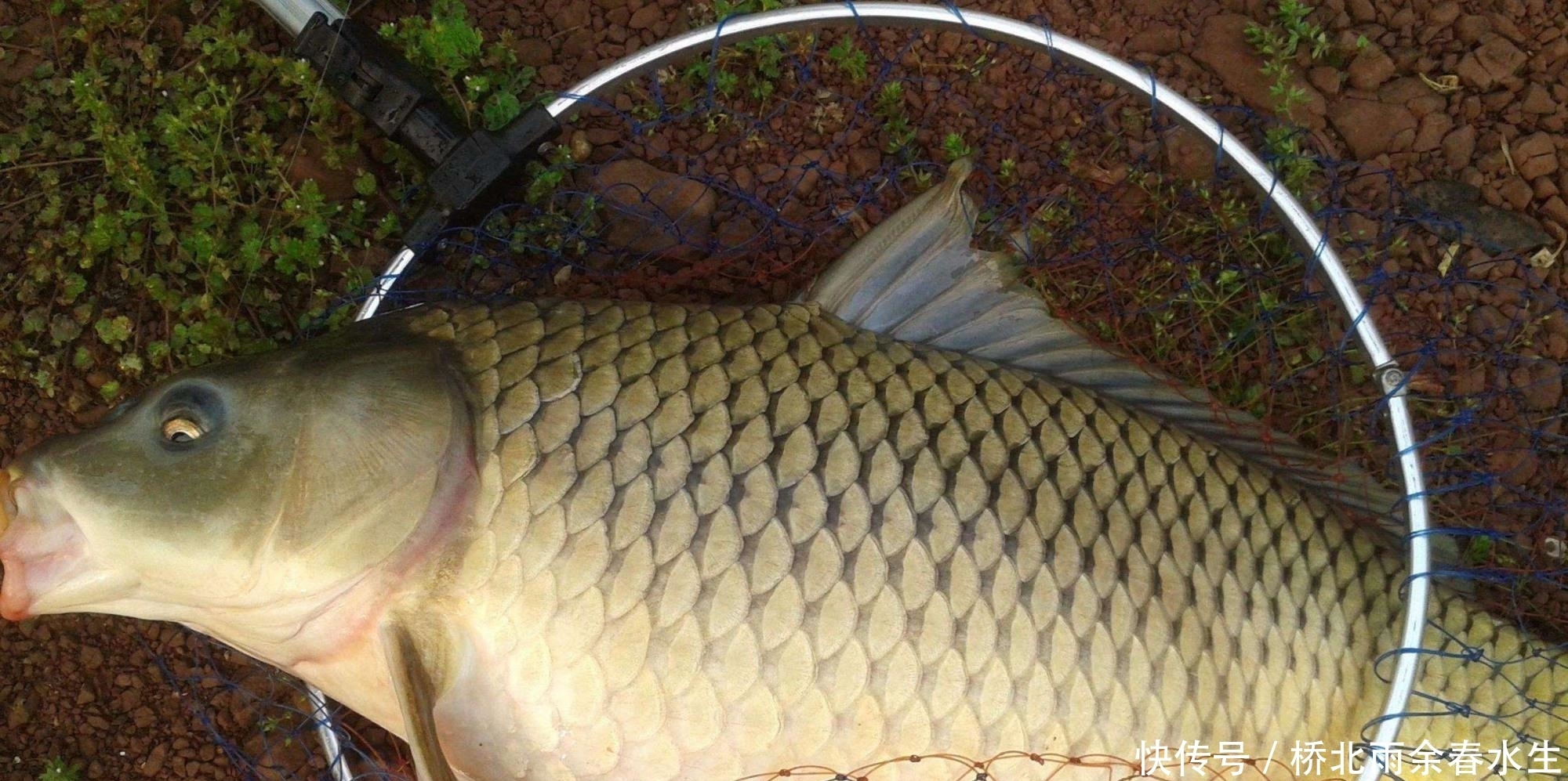 野钓|夏季野钓大鲤鱼用什么打窝诱鱼快又多？野钓大鲤鱼的窝料制作方法