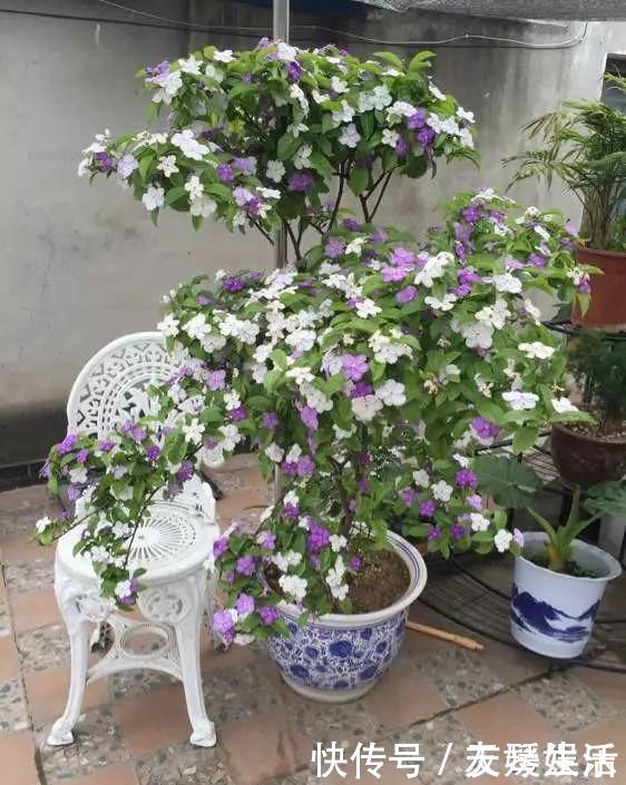 双色|非常好养的“双色茉莉”,花期长,花朵颜色多,邻居看了都羡慕