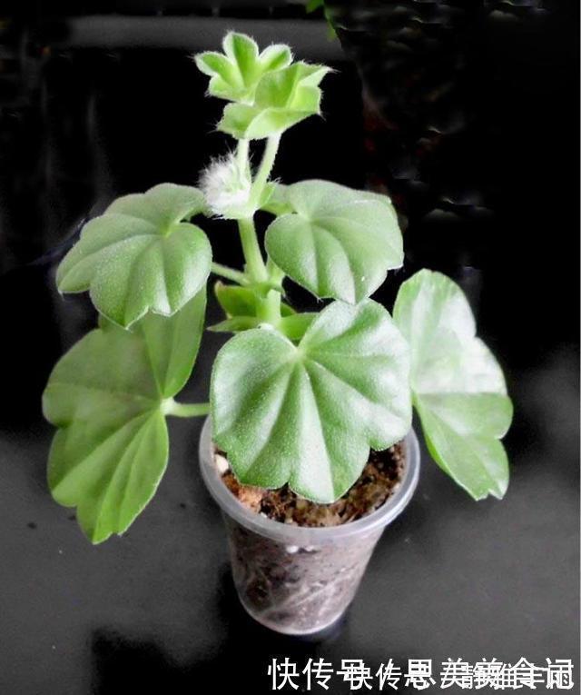 花友|她家只养一种花,一年四季有花赏,原因是做好了四件事