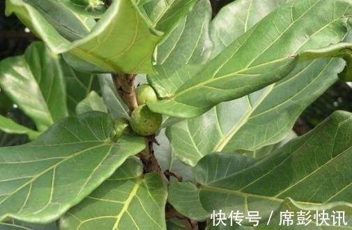 黑魔术|新手养花,不如养盆花中精品“黑魔术”,花开色如黑墨,高贵典雅