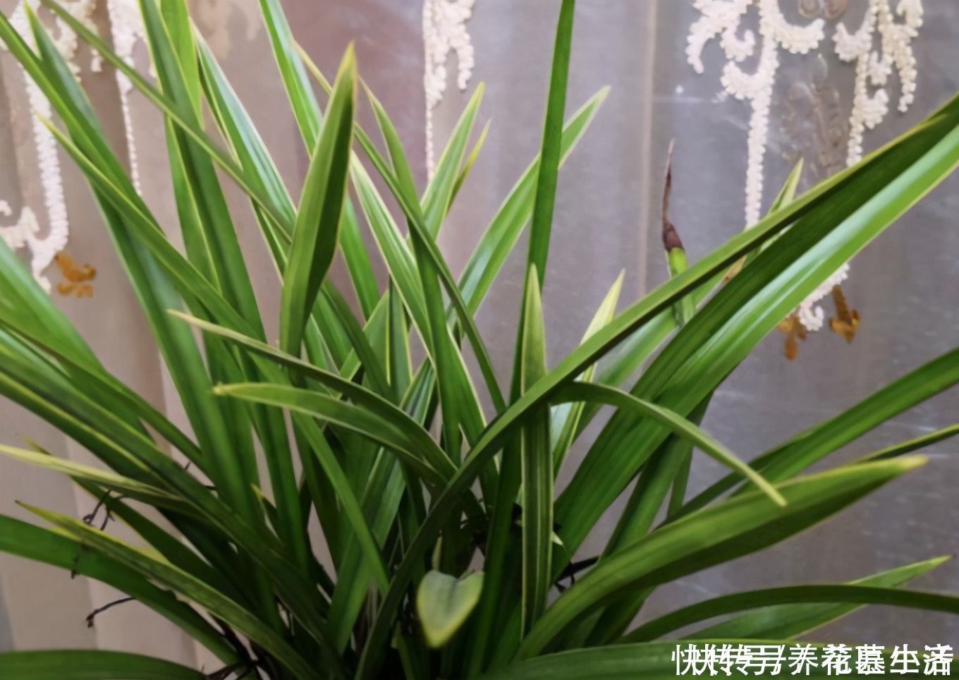 黄豆|黄豆养花当花肥,最佳使用方法有“2种”,快速吸收,促进生长