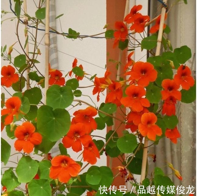 铜钱|旱金莲老不开花?注意以下5点,花开美又多,颜值吊打铜钱草!