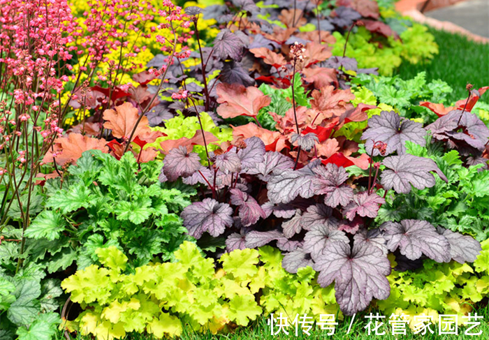 这六种花不怕冷,而且好养易活,冻一冻反而长得更好