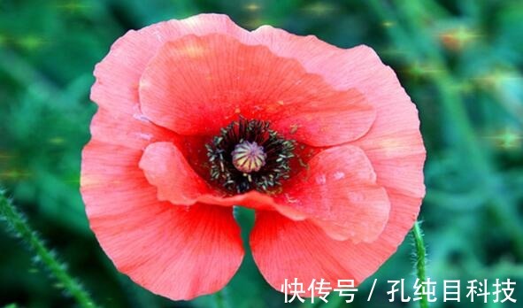 喜欢养花,不如养盆桂圆菊,娇艳妩媚,养一盆超美!