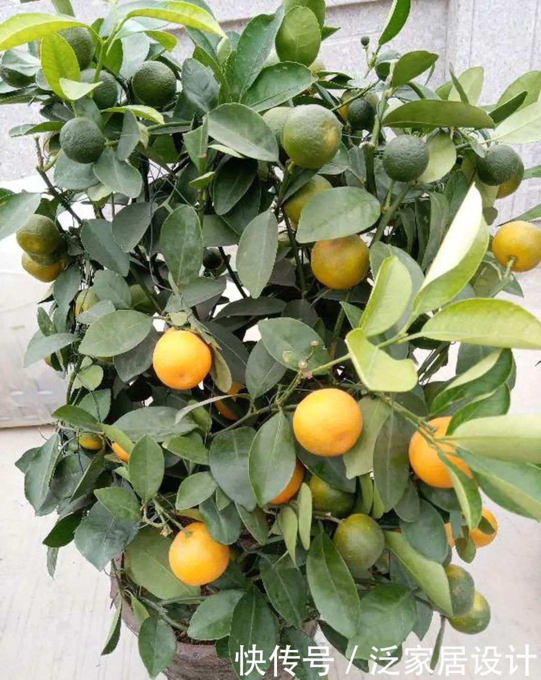 养花技巧:冬天最娇气的9种花,不要随便买,养不活浪费钱