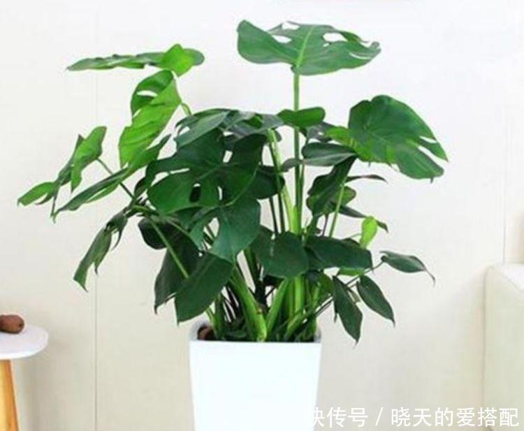 家里阳台必养此款花卉,耐寒易打理,有着非常别致的韵味