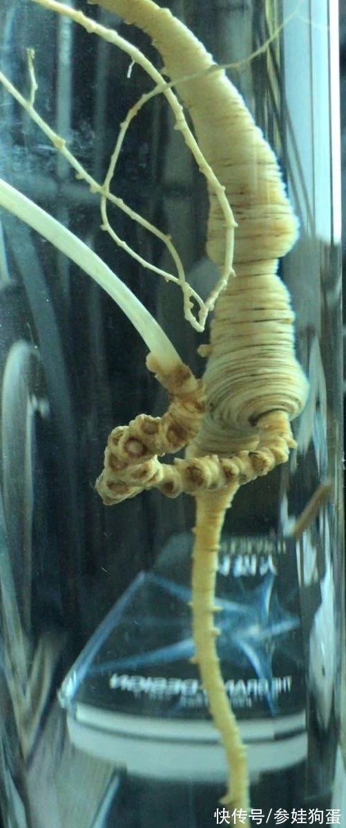 野生人参纯度鉴别