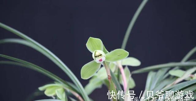 心目中香味比较浓郁的6种兰花，只开1朵就满室飘香，你赞同吗？