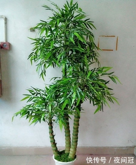 这“竹子”这么大个肚子,可谓“宰相”,好看旺财,能养20年