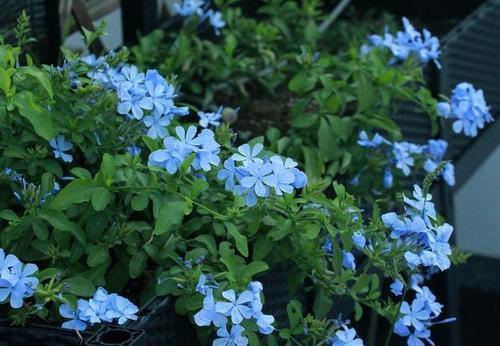 这花2月种一盆,生长旺俩月爬满墙,全年开花200天以上!