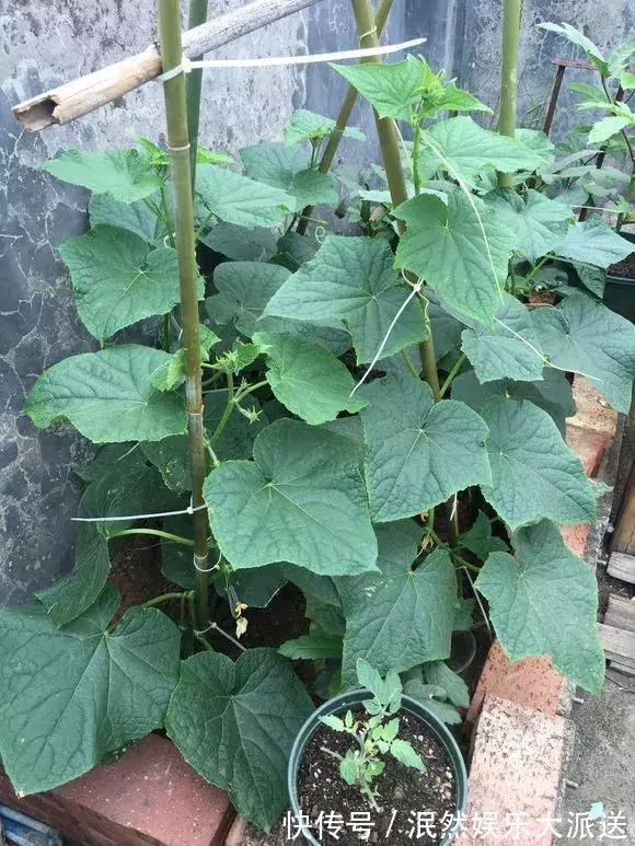 3种“水果”蔬菜，阳台就能种，青脆爽口，老人小孩都爱吃！