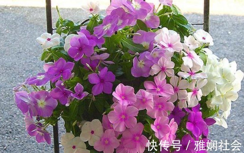 漂亮|超爱开花的5种花,一年四季开花不断,好养又漂亮,养100盆也不多