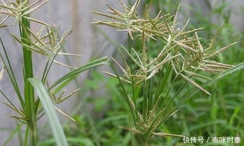 农村|农村这种植物被看作杂草,小孩常拿来玩,其实它的价值主要在根部