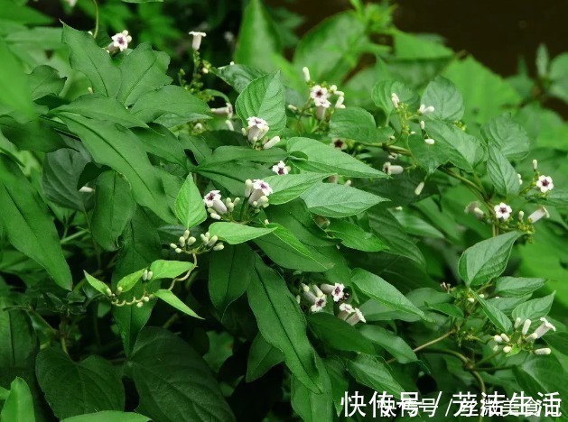 青木香|此植物,闻着有一股鸡屎味,吃起来却又清香回甘,咳嗽一吃就见效