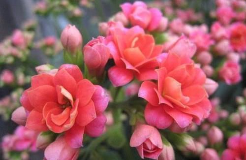  美丽|4款零差评花卉，花型美丽，四季开爆盆