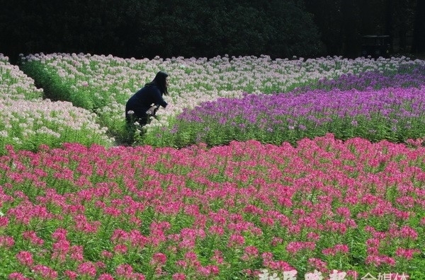 杨建正|“醉蝶花海”醉游人