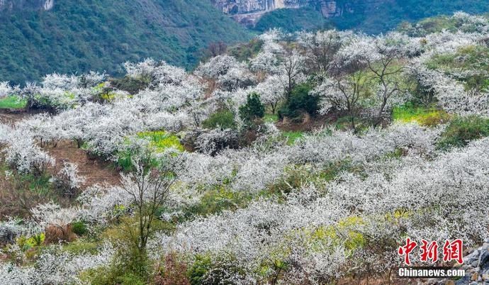 老年|四川叙永万亩乌蒙花海蔚为壮观