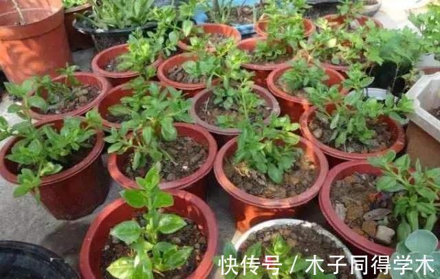 生根|立秋后，建议扦插6种花，温度适宜“利于”生根，成活率高