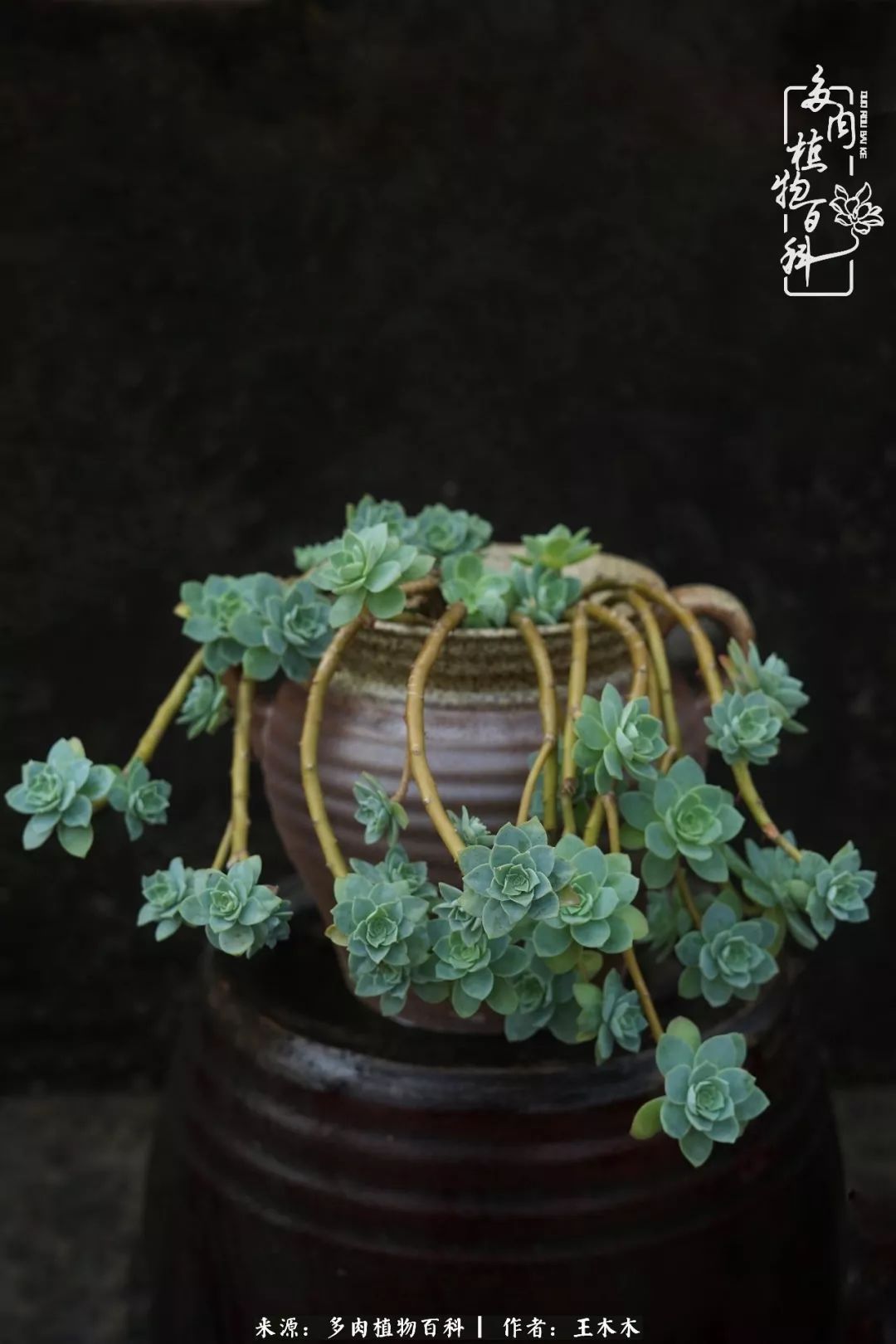 爱上多肉的第三个年头回看励志对比图,感悟岁月静好!