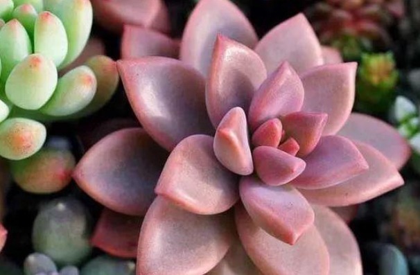 以下几种多肉最容易爆盆,想养死都难,轻松成为多肉大户!
