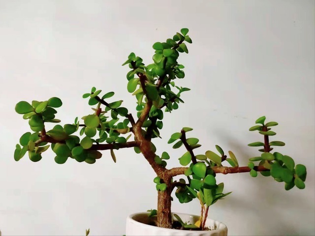 耐旱性|盆栽金枝玉叶,学会5个养护小技巧,枝叶茂盛,2年长成小“老桩”