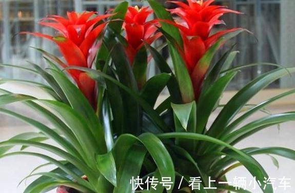 客厅养上3种花，大气上档次，空气清新，观赏性高，试试吧