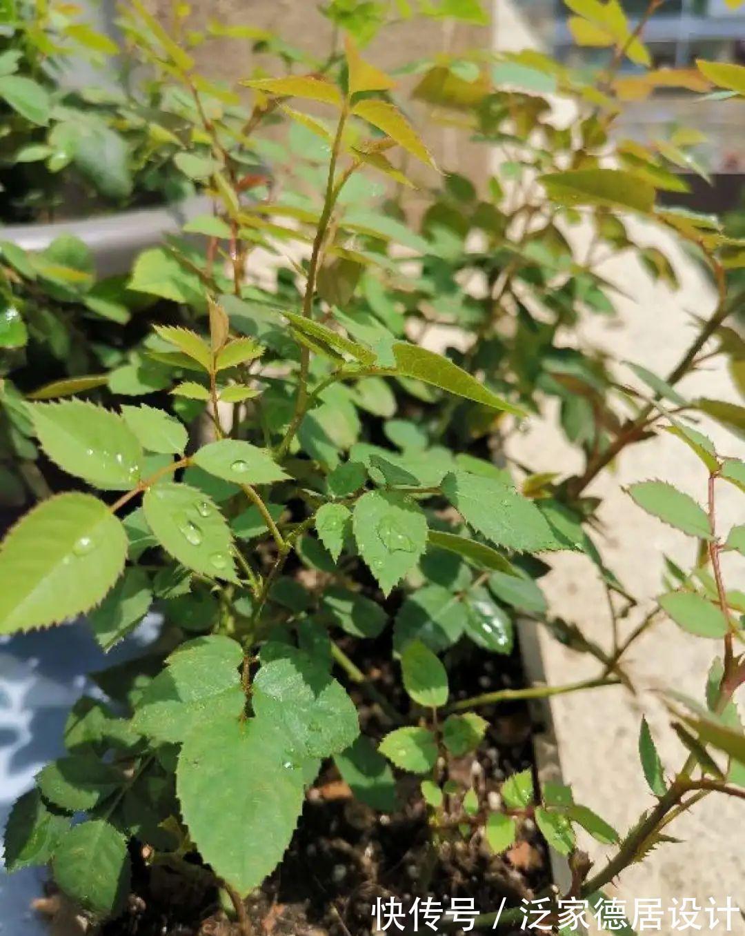 绣球|6种花“苏醒”了,多浇水、要施肥,下个月就开花