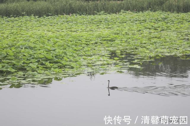 赏荷花|圆明园千亩荷花开始“接客”，可泛舟近赏“莲叶何田田”