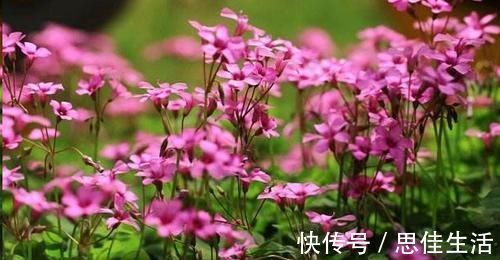 这10种花超级怕冷,再不搬进屋,小心只剩下盆了