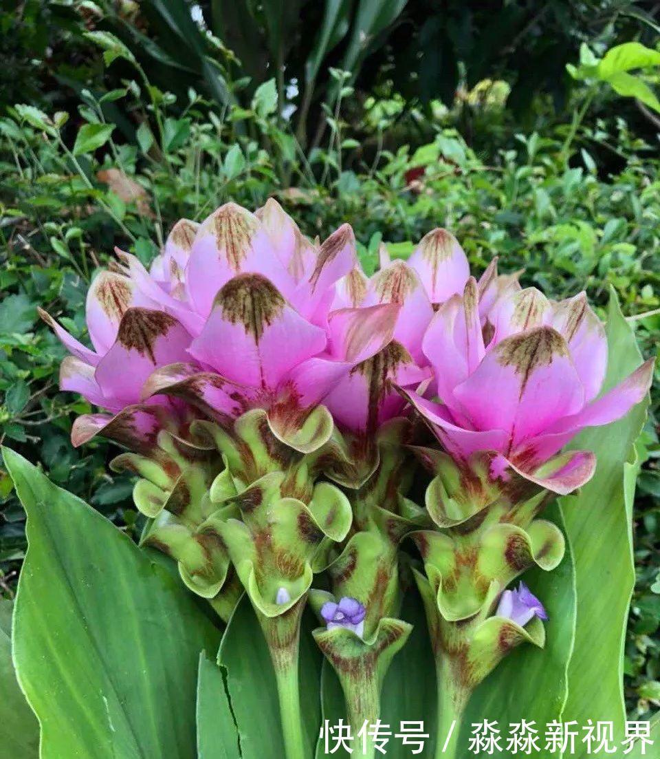 荷花|大爷养的“荷花”,窜的房顶高,垂下来变成花瀑布!