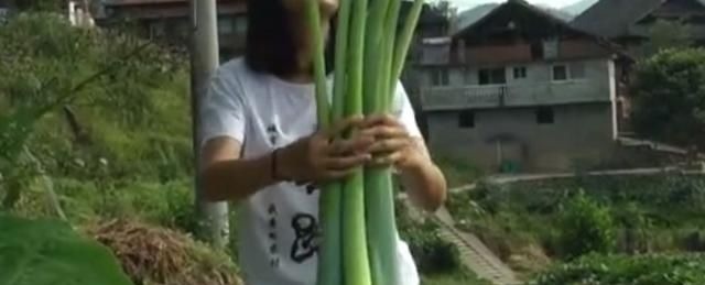 芋禾|农村地区的这种野菜，很多人以为都不能吃，其实清炒出来特别美味