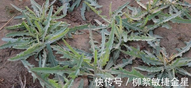 菊花科|路边这植物，钙锌量是菠菜的三倍，现在正当季，碰见赶紧挖回家！