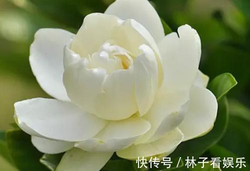花期|马上就是栀子花的花期了，提前做好几点，花苞多，开花又大又香