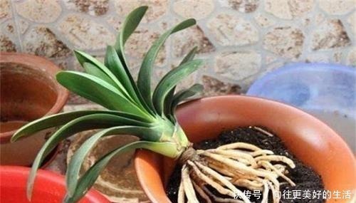 给“3种花”换盆，一定不能浇“定根水”，否则烂根多，容易死亡！