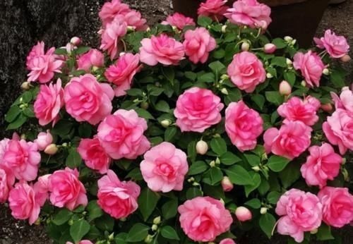 聪明人都养4种花，好养又漂亮，一开就是300多天！