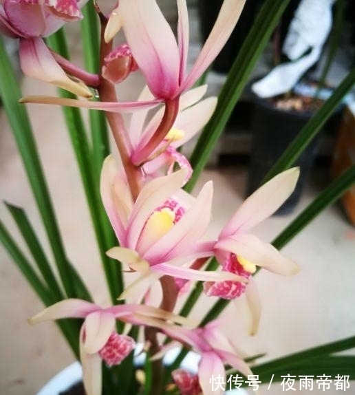 杜鹃花|几种花养在家里，一整年都有好运气，花美色艳，花儿轻松开爆盆