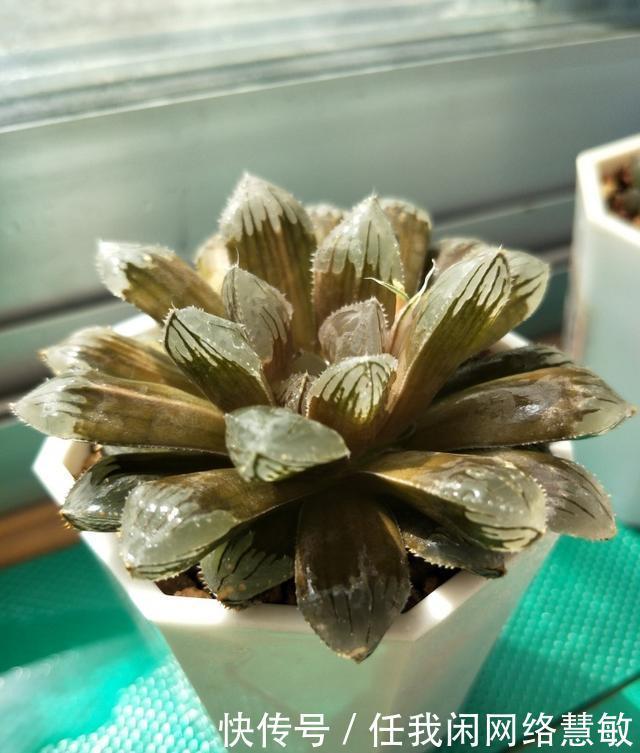 养了三年,多肉终于给点颜色瞧瞧了