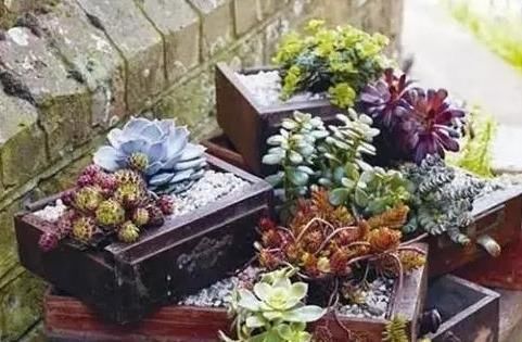 养花|除了花盆之外,这些东西也是绝佳的养花神器,你用过吗?