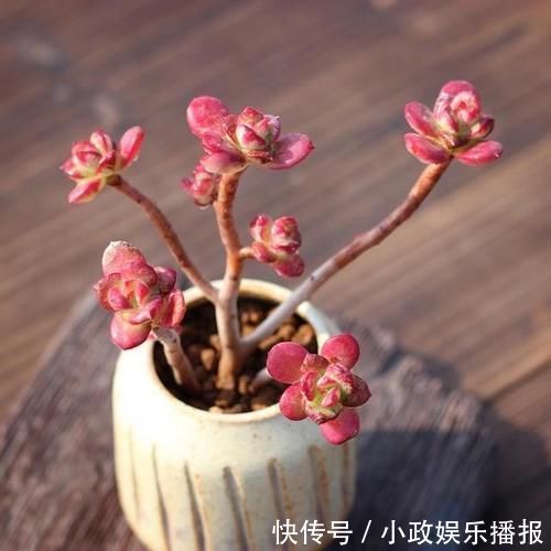 君子|多肉中的“四君子”，圆了花友的“梅兰竹菊”梦，值得收藏