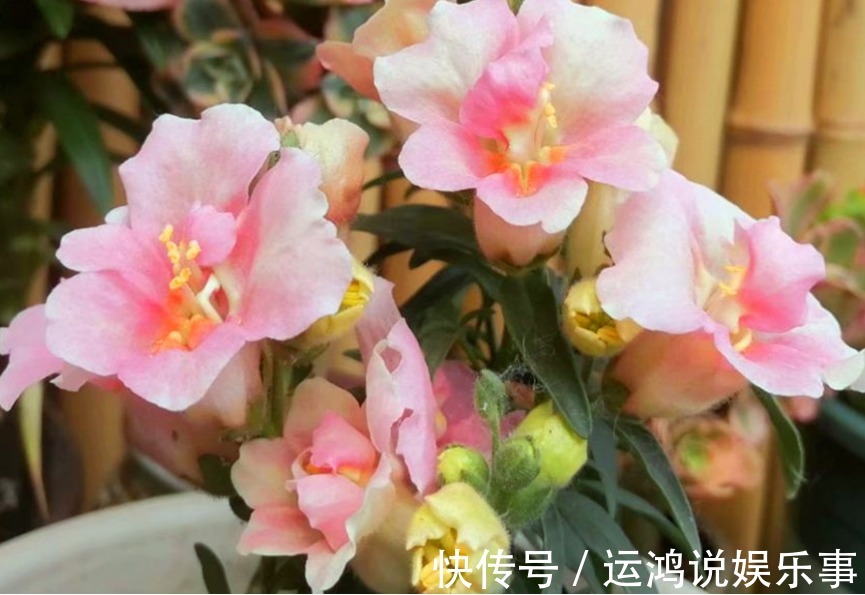 金鱼草|4种花好养易活，旺财又养人，比牡丹还美，年年开花美翻