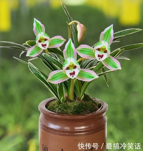 香祖|兰花珍品——矮种帝王妃,花色独特,花香馥郁,适合新手收藏