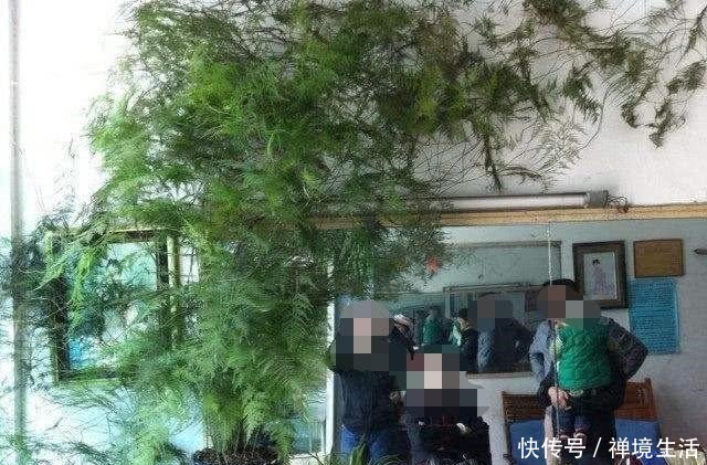 文竹长太高怎么办教你养出矮、壮、密的株型，放在书桌萌萌哒！