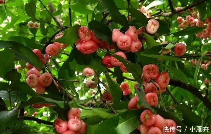 大街小巷|一年结果好几次,亩产万斤,南方大街小巷都在卖北方却见不到