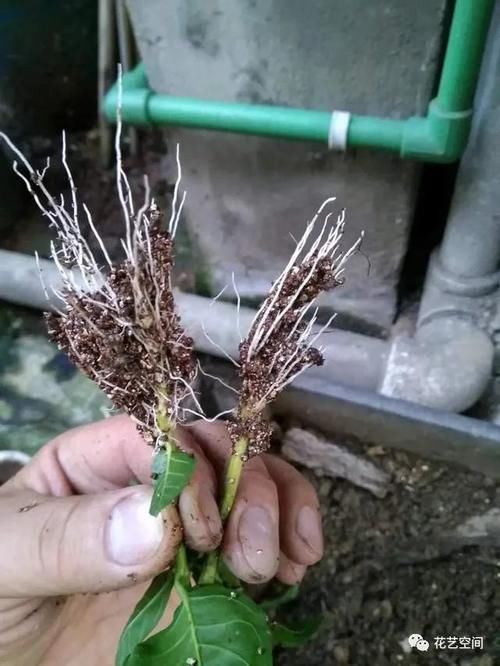缩短生根时|扦插繁殖花卉时,用2种小药片,一个星期就生根,越养越旺盛!
