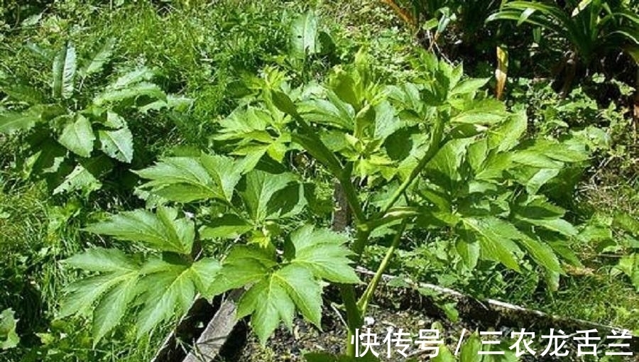 植物|农村一野植，不仅是农民眼中的上好野菜，还能用来降血压