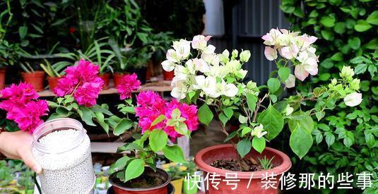 枝条|夏天养三角梅,3个促花“诀窍”,花苞满枝,挤成花树