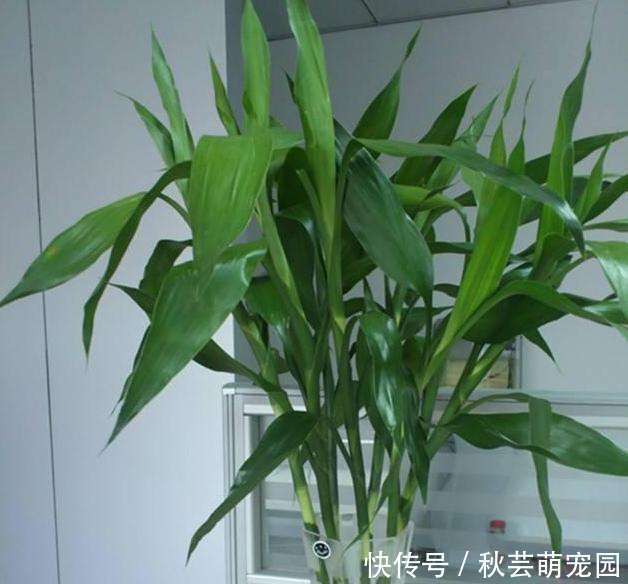 花香|建议每位养花人:无论住在哪里,卧室都要养4种花,养人养心