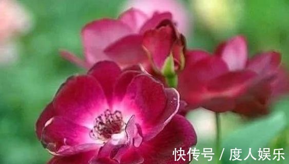 栽种|新手养花,不如养盆花中精品“葡萄冰山”,花大色艳,株型饱满